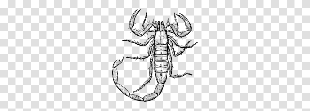 Scorpion Clip Art, Gray, World Of Warcraft Transparent Png