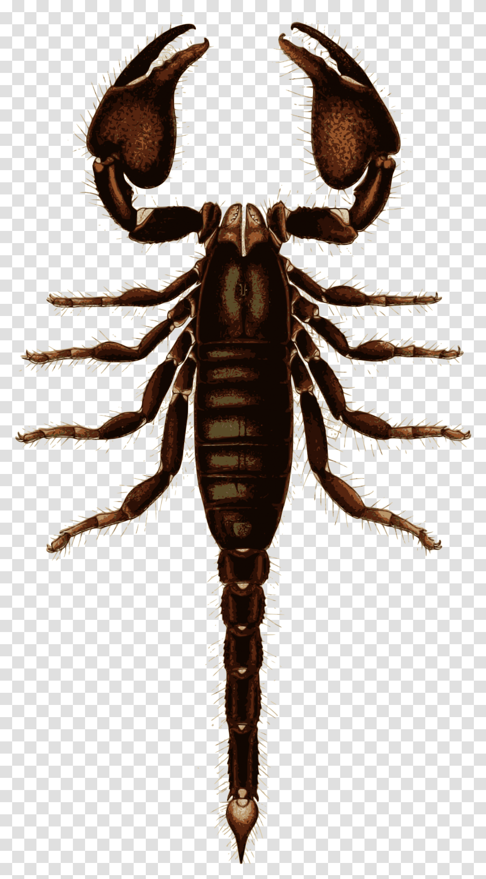 Scorpion Download, Insect, Invertebrate, Animal, Cockroach Transparent Png