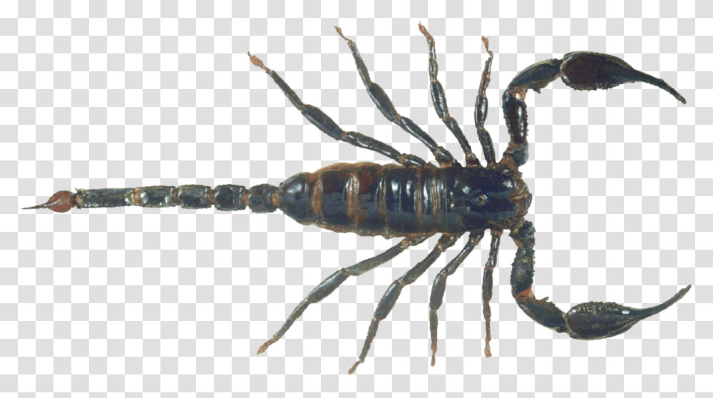 Scorpion Free Download 4 Scorpion, Insect, Invertebrate, Animal, Seafood Transparent Png