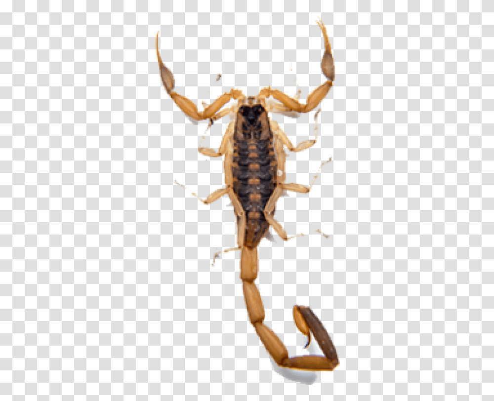 Scorpion Free Download Background Scorpion, Cross, Invertebrate, Animal Transparent Png