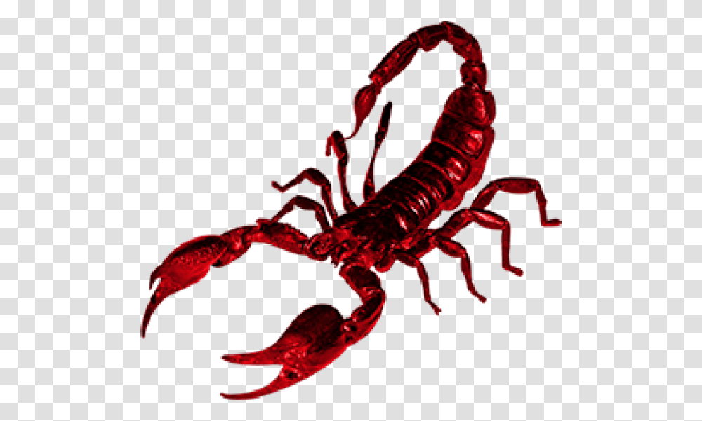Scorpion Free Download Red Scorpion, Animal, Invertebrate, Sea Life, Seafood Transparent Png