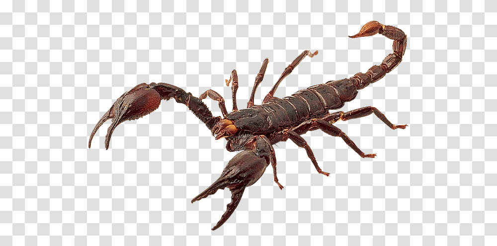 Scorpion Hd Scorpion, Crawdad, Seafood, Sea Life, Animal Transparent Png