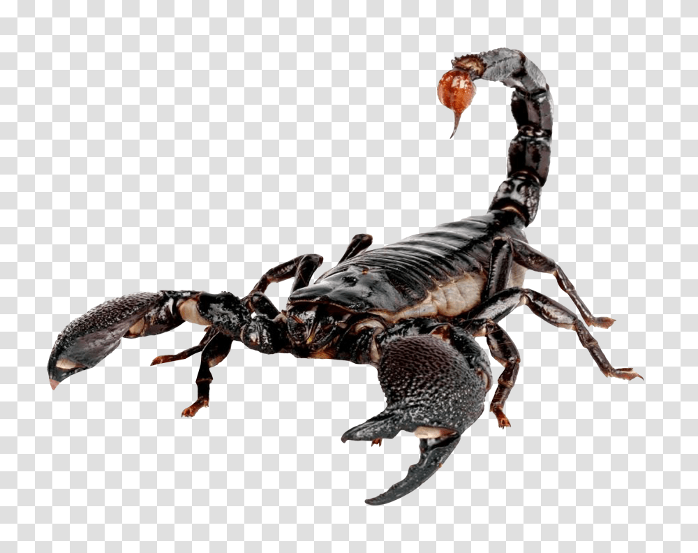 Scorpion Image, Invertebrate, Animal, Bird Transparent Png