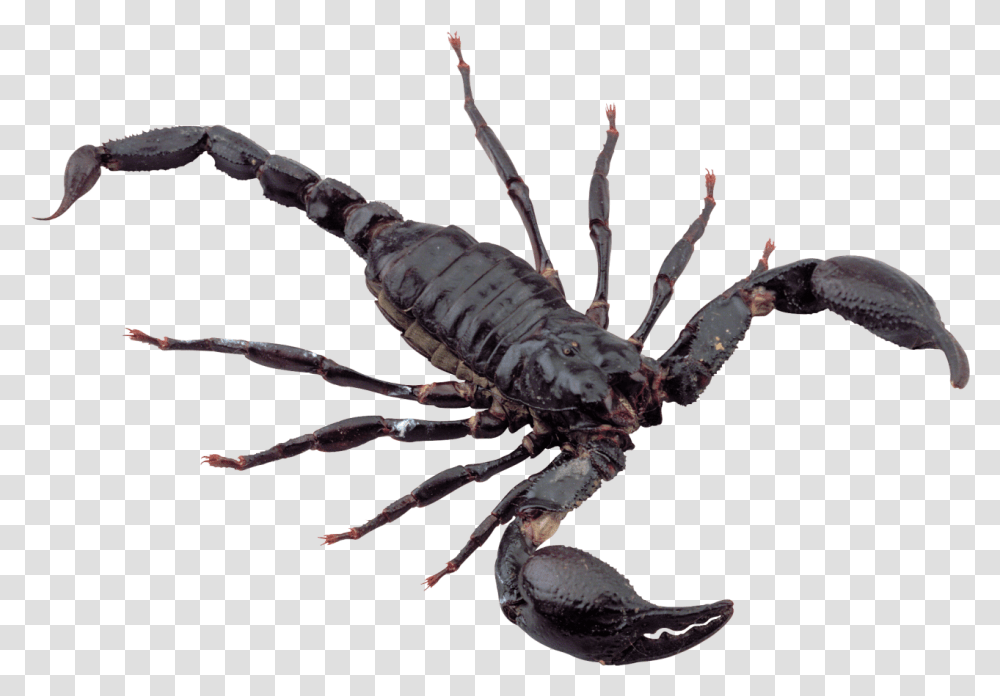 Scorpion Image Scorpion, Invertebrate, Animal, Spider, Arachnid Transparent Png
