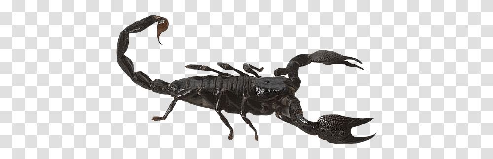 Scorpion, Insect, Animal, Invertebrate, Person Transparent Png