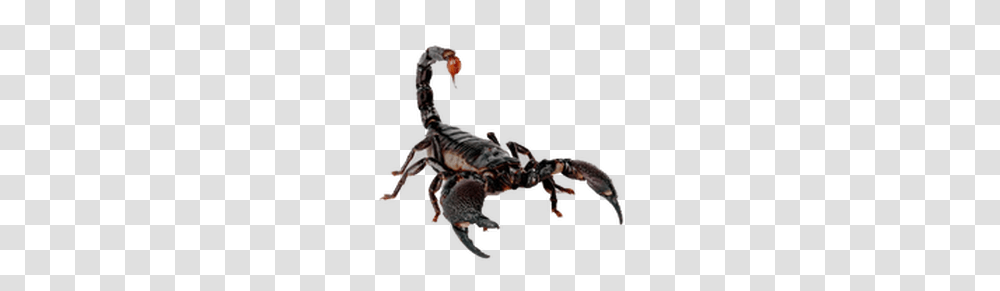 Scorpion, Insect, Animal, Invertebrate Transparent Png