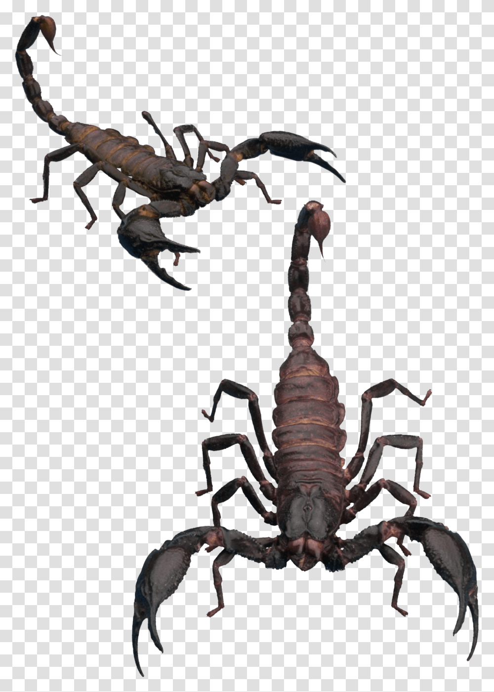 Scorpion, Insect, Invertebrate, Animal, Bird Transparent Png