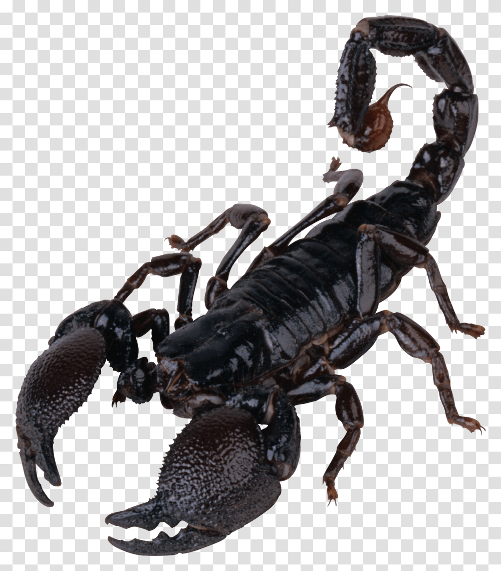 Scorpion, Insect, Invertebrate, Animal, Bird Transparent Png