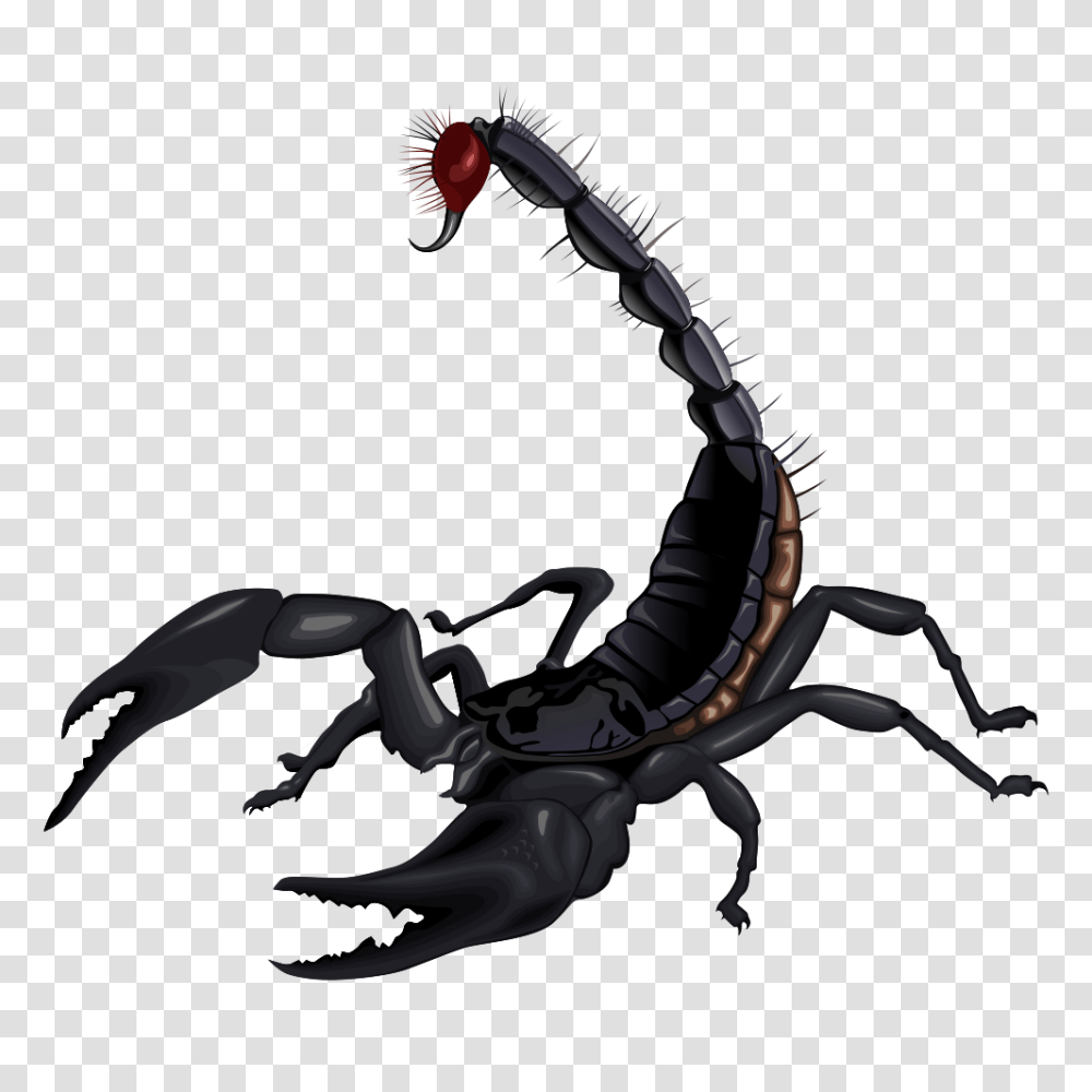 Scorpion, Insect, Invertebrate, Animal, Claw Transparent Png