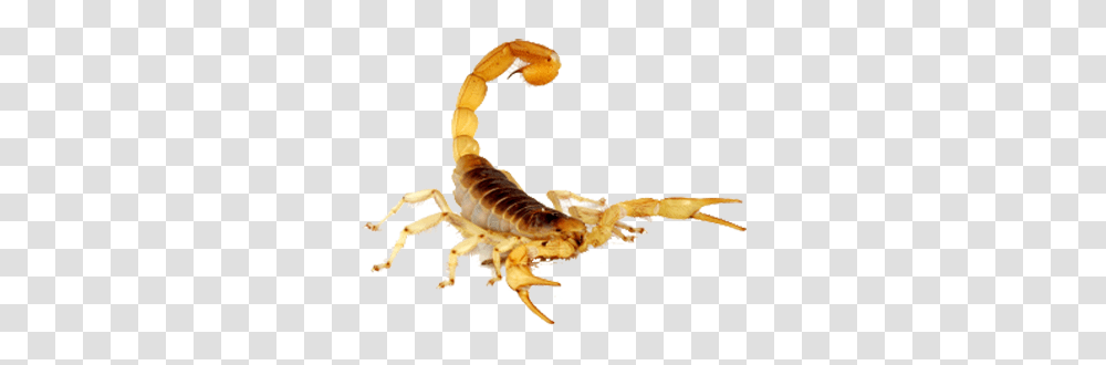 Scorpion, Insect, Invertebrate, Animal, Crib Transparent Png