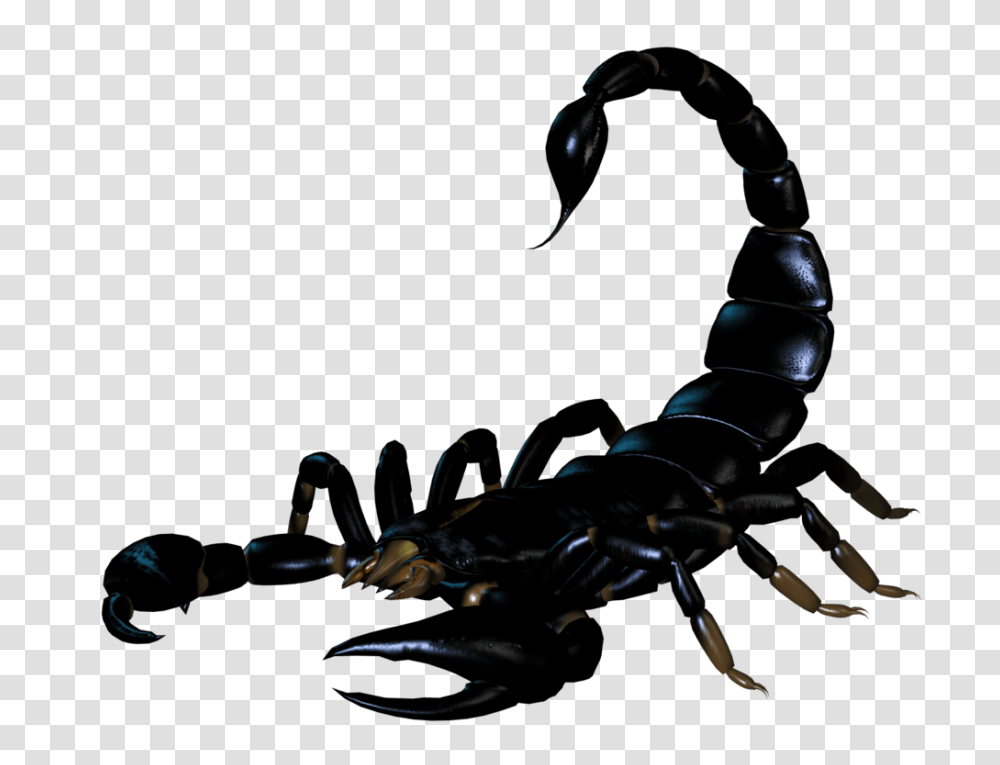 Scorpion, Insect, Invertebrate, Animal, Motorcycle Transparent Png
