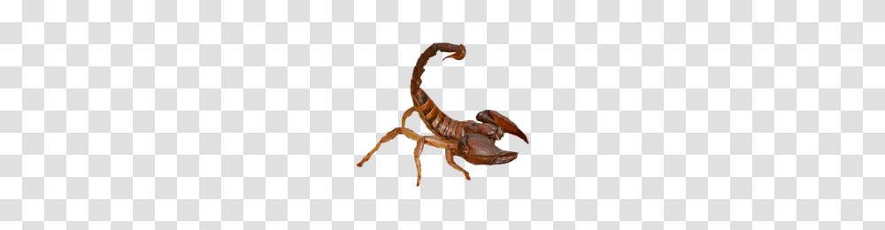 Scorpion, Insect, Invertebrate, Animal, Person Transparent Png