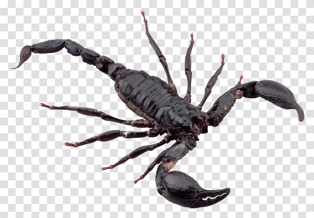 Scorpion, Insect, Invertebrate, Animal, Spider Transparent Png