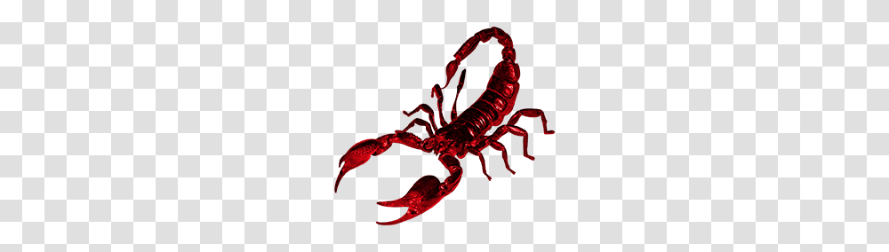 Scorpion, Insect, Invertebrate, Animal Transparent Png