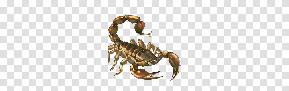 Scorpion, Insect, Invertebrate, Animal Transparent Png