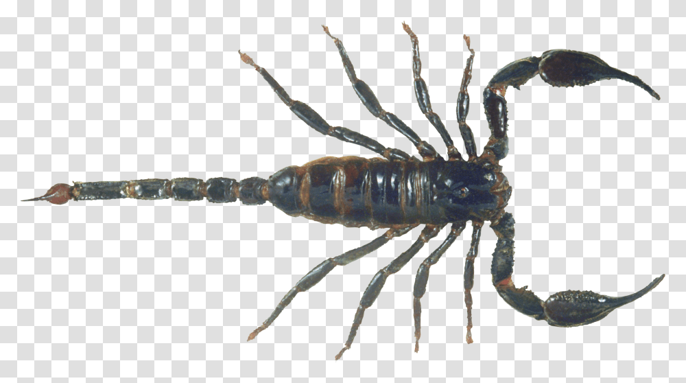 Scorpion, Insect, Spider, Invertebrate, Animal Transparent Png