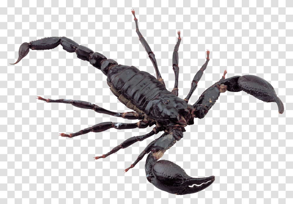 Scorpion, Invertebrate, Animal, Spider, Arachnid Transparent Png
