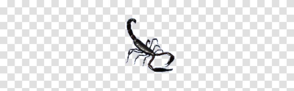 Scorpion, Invertebrate, Animal Transparent Png