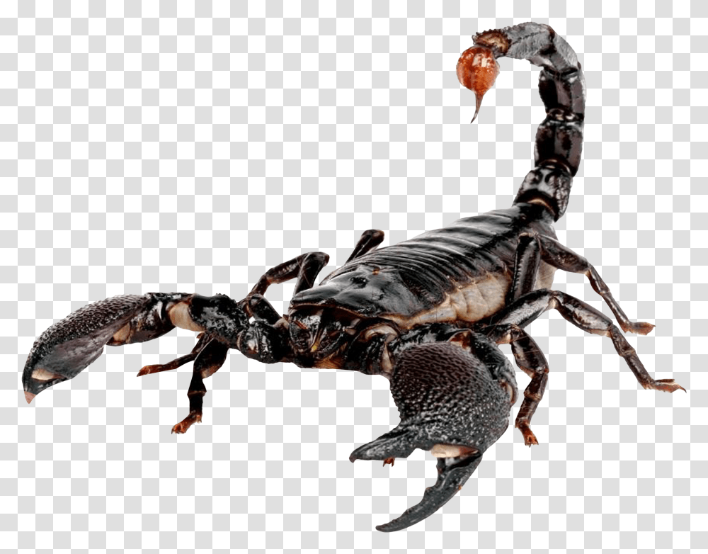 Scorpion, Invertebrate, Animal Transparent Png