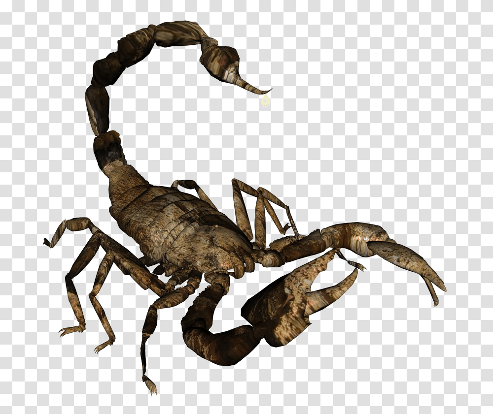 Scorpion No Background Scorpion Background, Invertebrate, Animal, Hook, Claw Transparent Png