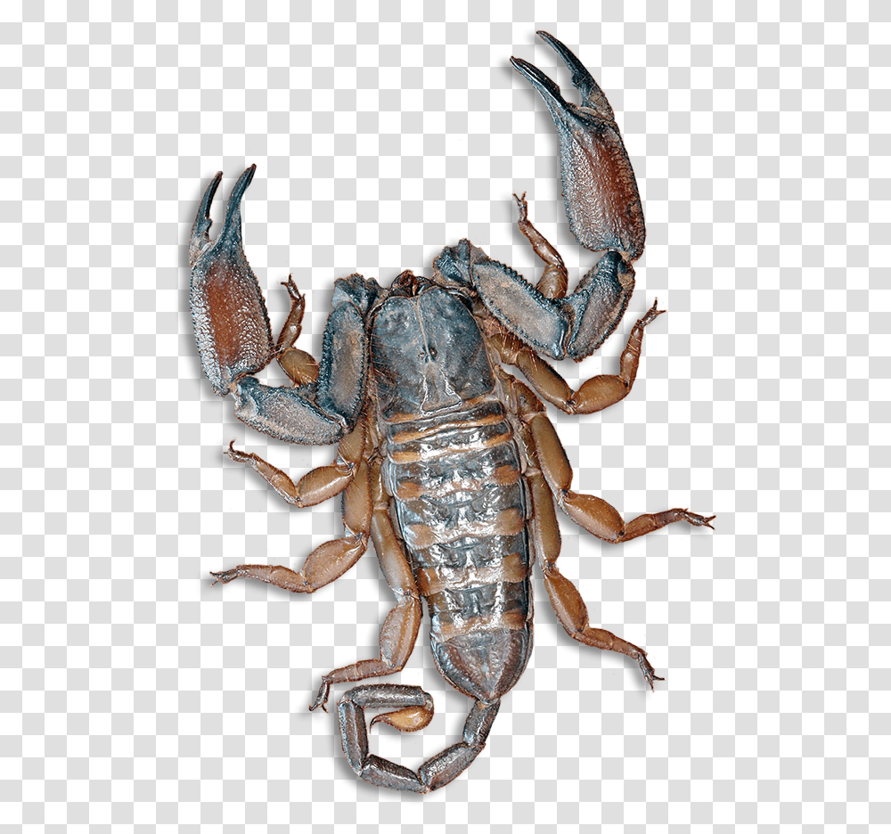 Scorpion Pincers, Invertebrate, Animal, Insect, Spider Transparent Png