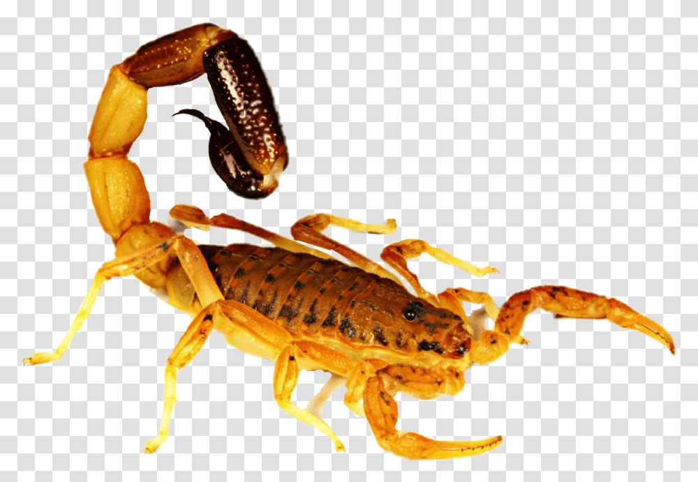 Scorpion Sticker Scorpion, Invertebrate, Animal, Lobster, Seafood Transparent Png