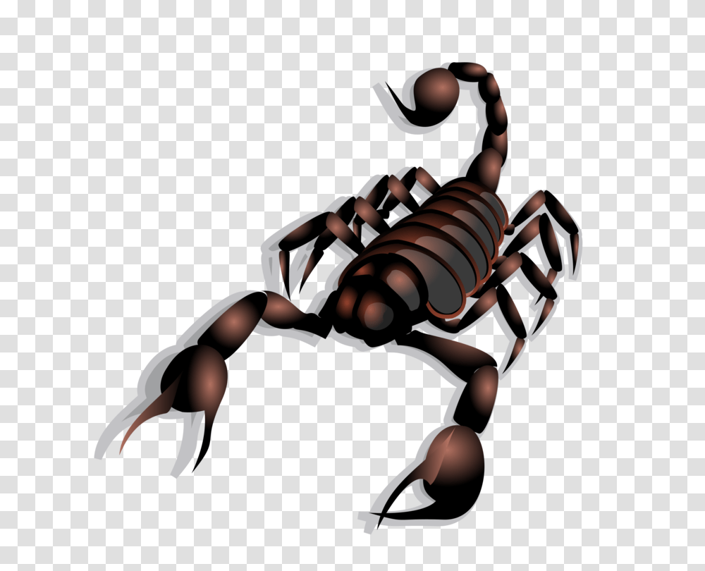 Scorpion Sting Arachnid Turtle The Scorpion, Invertebrate, Animal, Person, Human Transparent Png