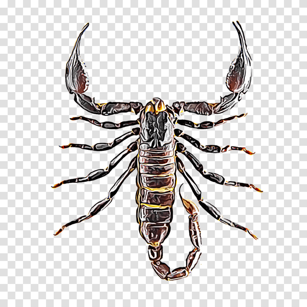 Scorpion Top View, Animal, Invertebrate, Sea Life, Food Transparent Png