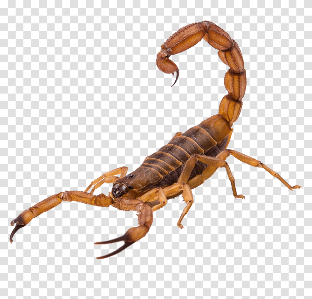 Scorpion Transparent Png