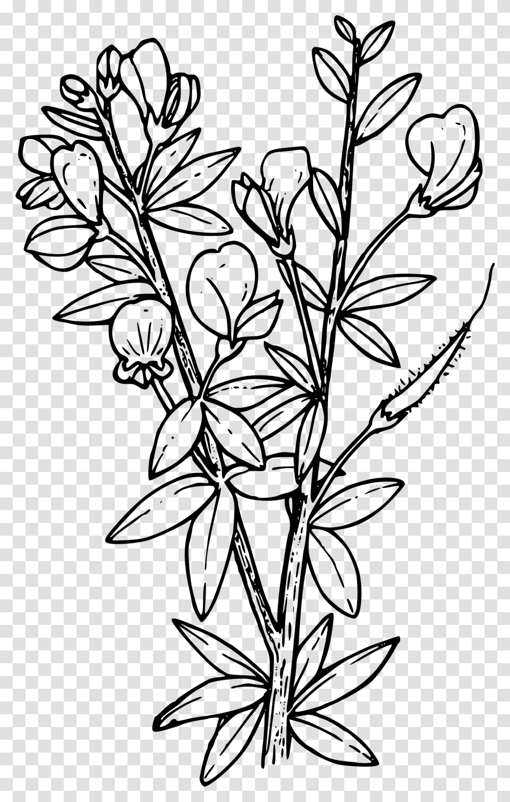 Scot S Broom Clip Arts Larkspur Coloring Pages, Gray, World Of Warcraft Transparent Png