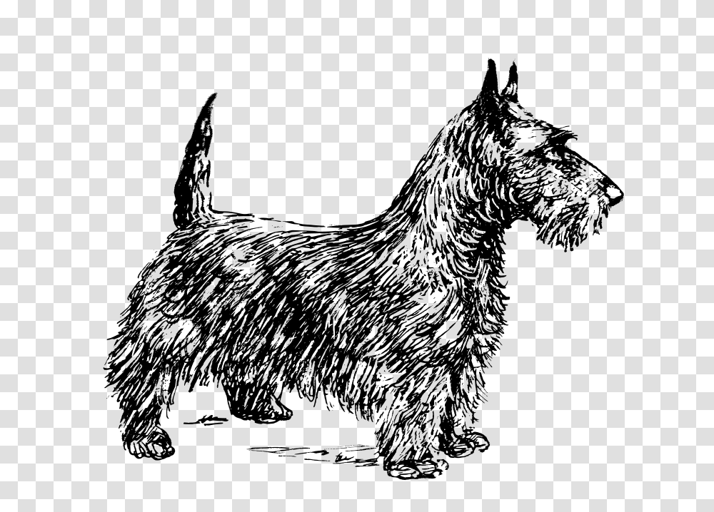 Scotch Terrier, Animals, Gray, World Of Warcraft Transparent Png