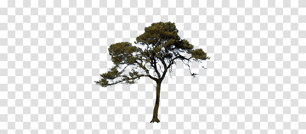 Scots Pine Tree Image Scots Pine Tree, Plant, Tree Trunk, Oak, Sycamore Transparent Png