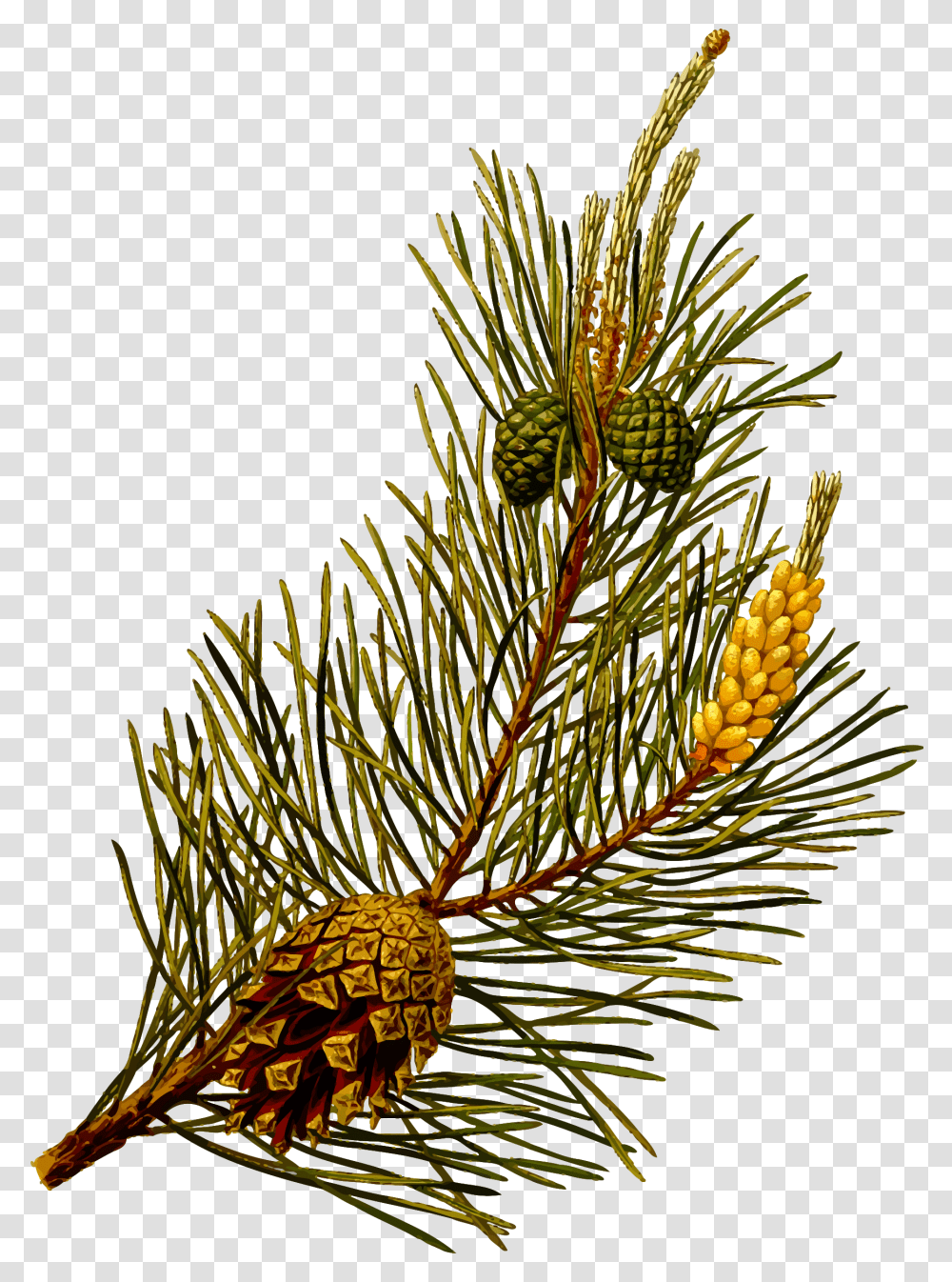 Scots Pine, Tree, Plant, Conifer, Fir Transparent Png