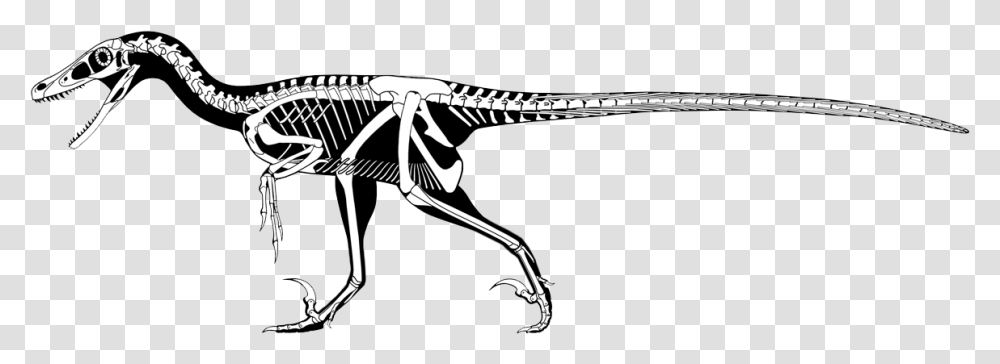 Scott Hartman Velociraptor, Skeleton, Bow, Gun, Weapon Transparent Png
