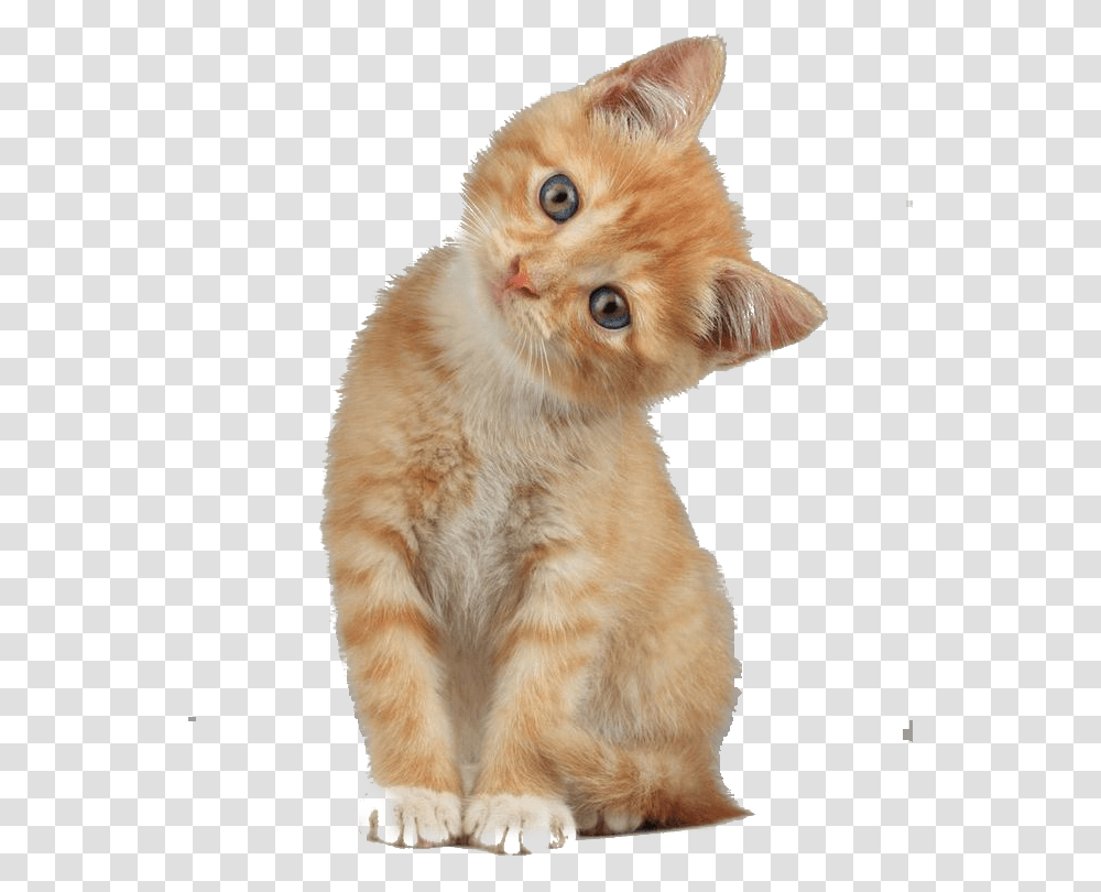 Scottish Fold Munchkin Cat Kitten Dog Cat With Head Tilted, Pet, Mammal, Animal, Bird Transparent Png