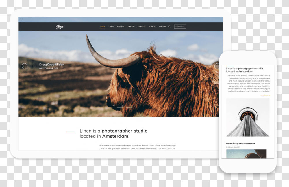 Scottish Highland Cow Side, Bull, Mammal, Animal, File Transparent Png