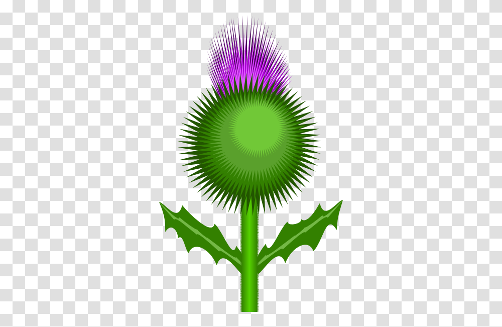 Scottish Thistle Clip Art, Green, Plant, Leaf, Flower Transparent Png