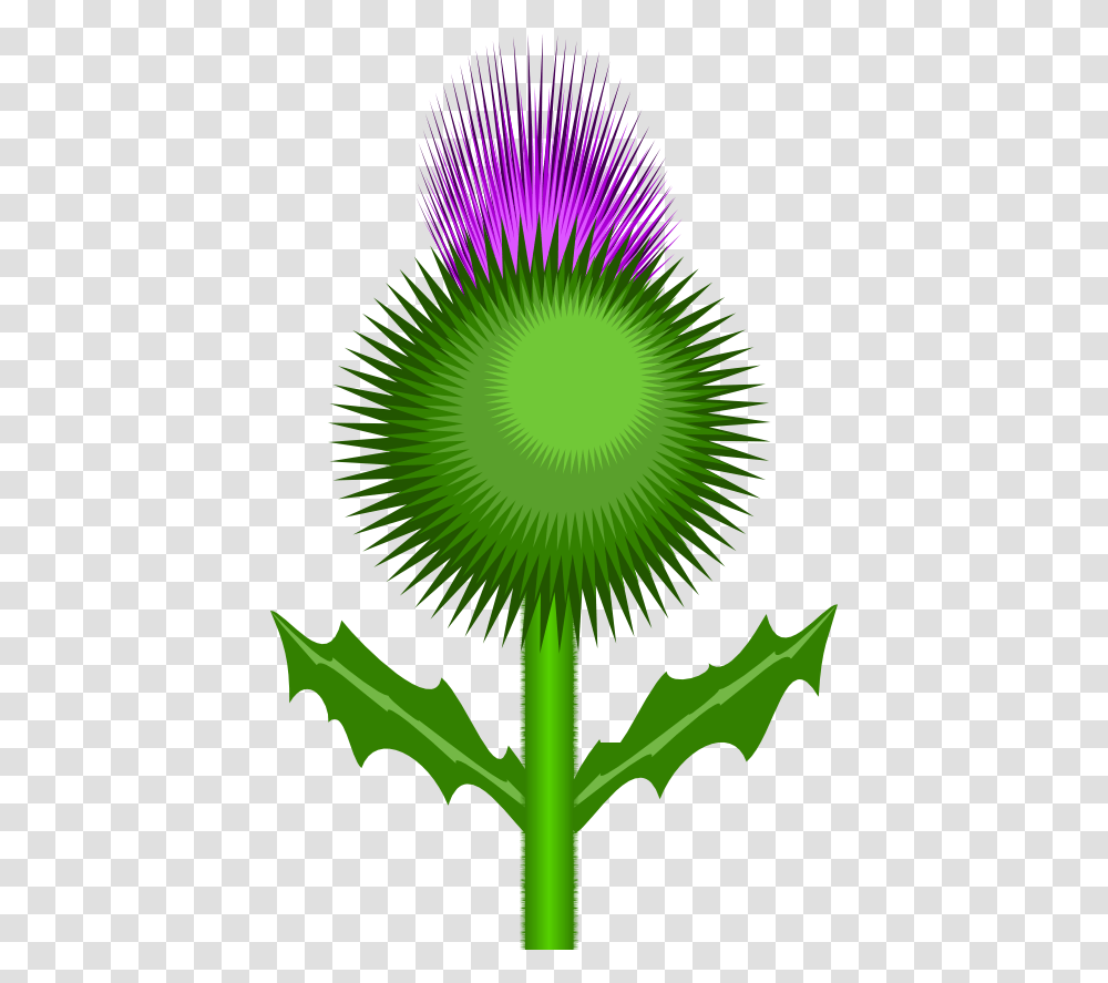 Scottish Thistle Clipart, Green, Leaf, Plant Transparent Png