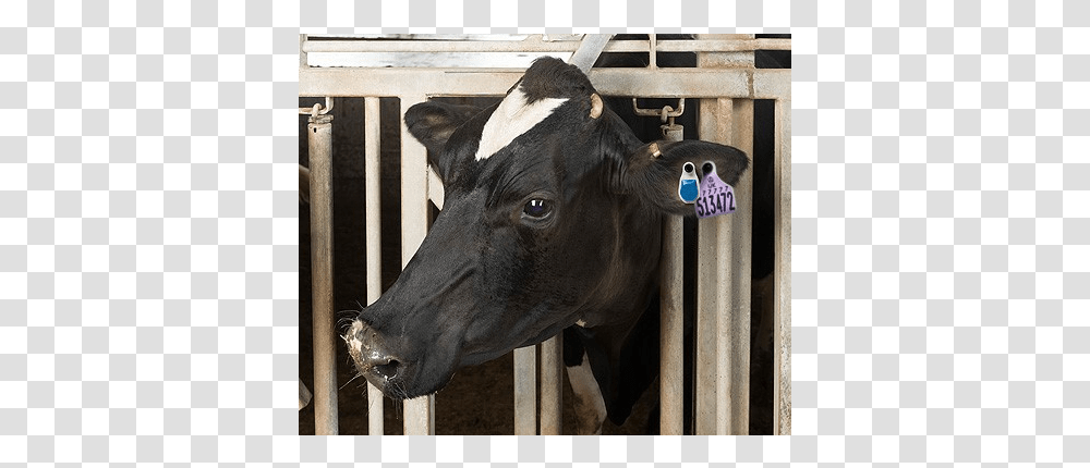 Scr Ear Tag, Cow, Cattle, Mammal, Animal Transparent Png