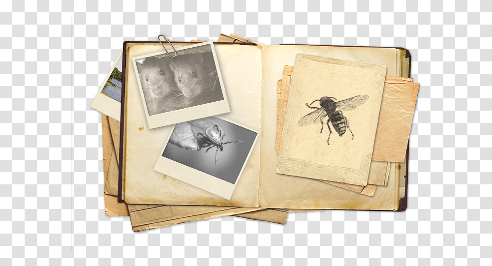 Scrapbook View Of Top Gun Pest Control Photograph, Canvas, Box, Insect Transparent Png