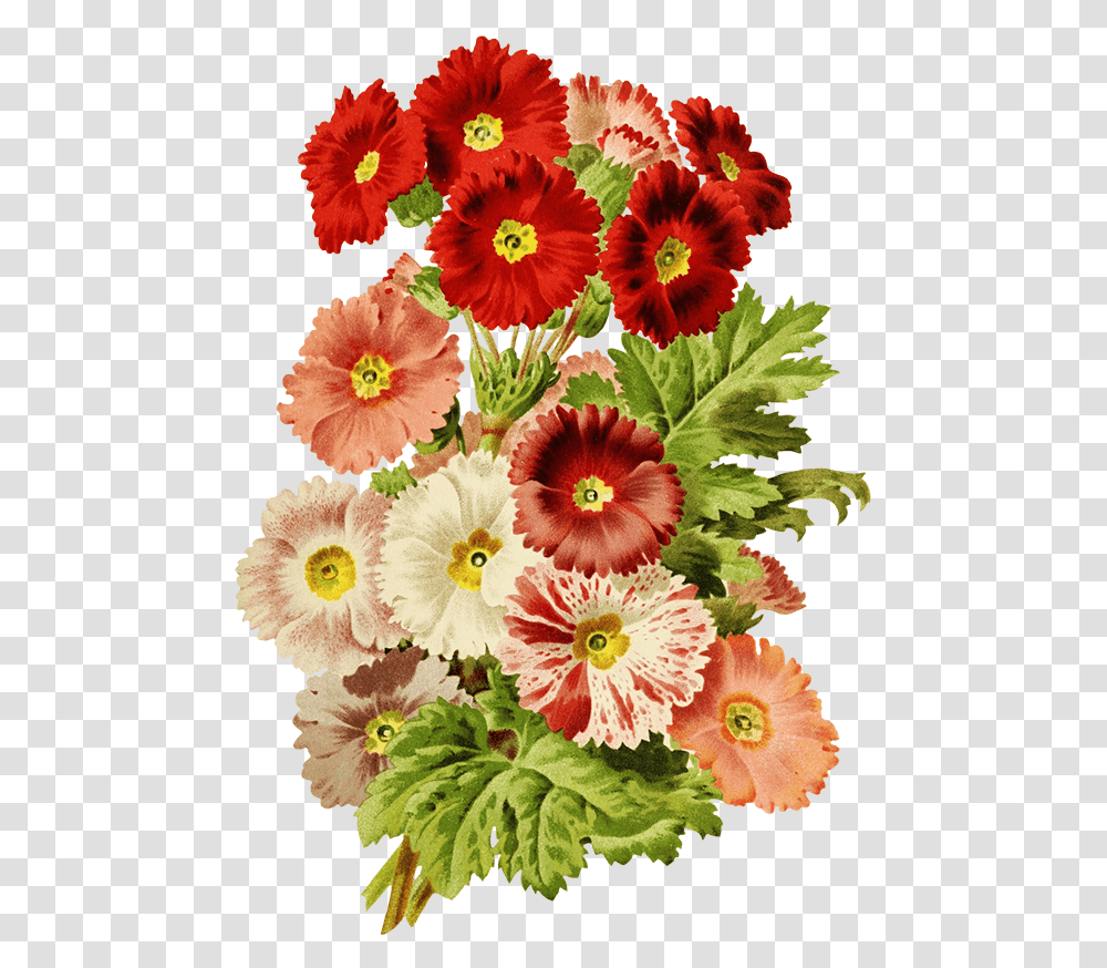 Scrapbooking Flowers Red And Pink Barberton Daisy, Plant, Petal, Anther, Flower Arrangement Transparent Png