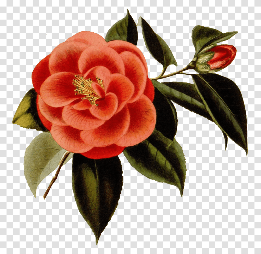 Scrapbooking Red Flower Japanese Camellia, Plant, Blossom, Rose, Floral Design Transparent Png