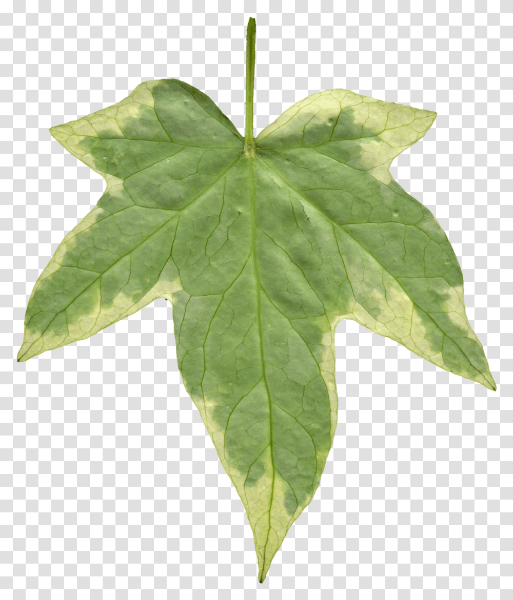 Scratch Texture Ivy Leaf, Plant, Tree, Maple Leaf Transparent Png