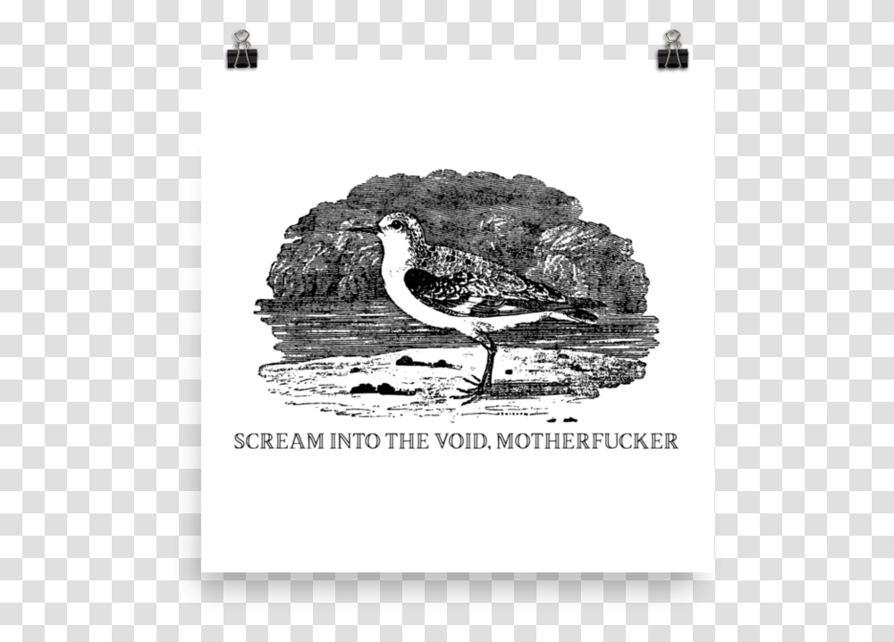 Scream Into The VoidSrcset Data Scream Into The Void, Bird, Animal, Waterfowl, Egret Transparent Png
