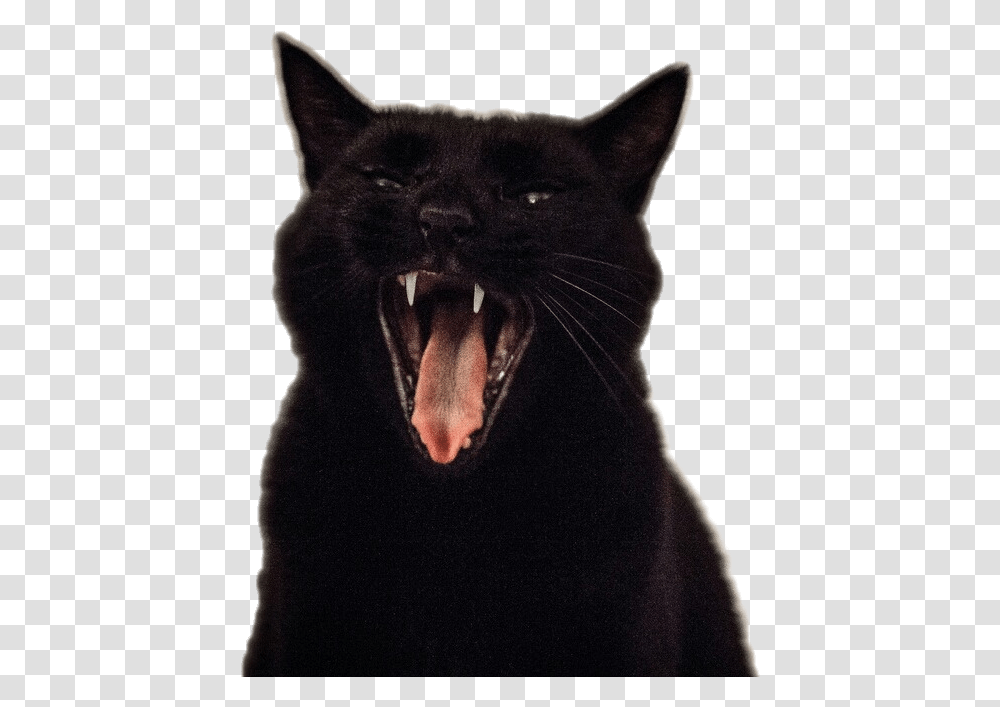 Screaming Cat Cat Yawning, Pet, Mammal, Animal, Black Cat Transparent Png