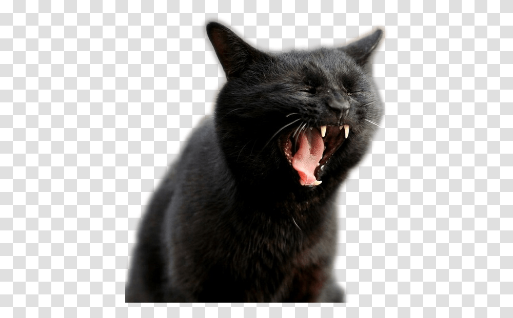 Screaming Cat, Pet, Mammal, Animal, Black Cat Transparent Png
