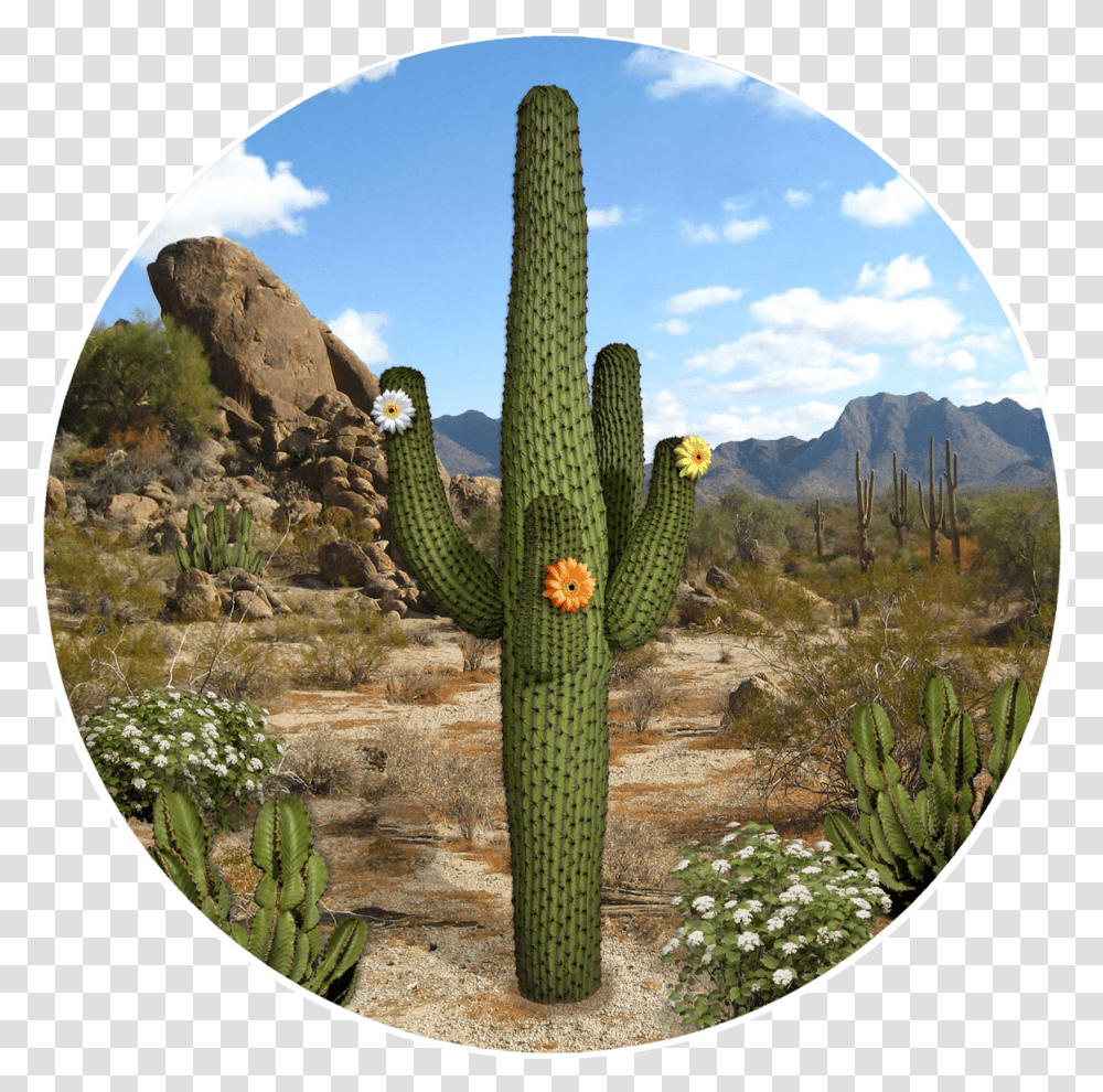 Screen De Cactus, Plant, Lizard, Reptile, Animal Transparent Png