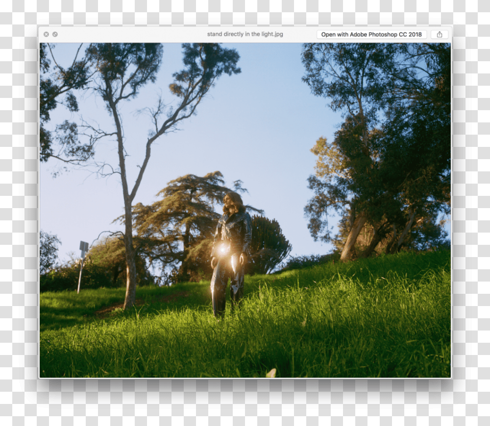 Screen Shot 2019 05 20 At, Grass, Plant, Tree, Horse Transparent Png