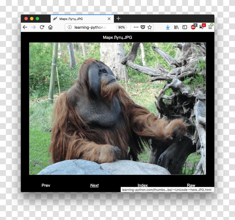 Screenshot, Ape, Wildlife, Mammal, Animal Transparent Png