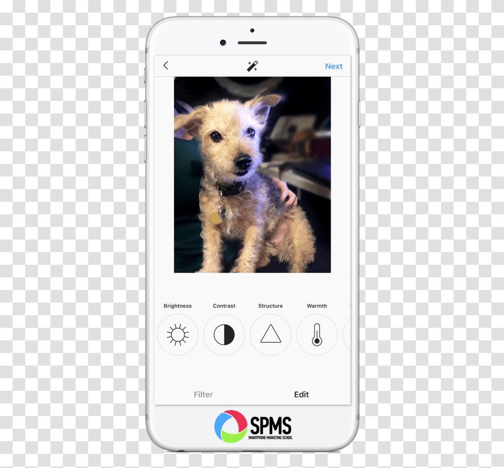 Screenshot, Terrier, Dog, Pet, Canine Transparent Png